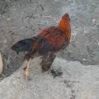 چابهاری و پاپر|حیوانات مزرعه|میناب, |دیوار