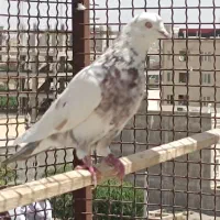 کفتر غریبگیری|پرنده|رباطکریم, رباطکریم|دیوار