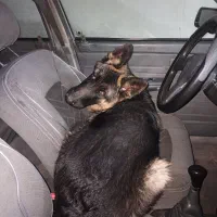 گمشده سگ|حیوانات|شیروان (خراسان), |دیوار