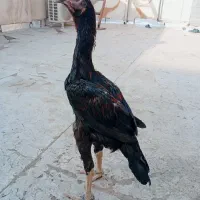 جوجه لاری اصیل