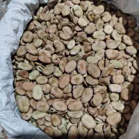 باقلی مازندرانی خشک محلی برای کاشت|خوردنی و آشامیدنی|رشت, هلال احمر|دیوار