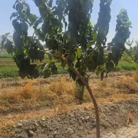 باغ مجوز فنس|فروش زمین و ملک کلنگی|اصفهان, ارداجی|دیوار