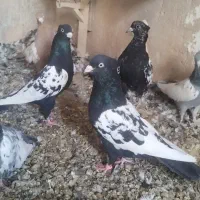 کبوتر رنگی سینه