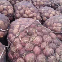 پیاز برای دام