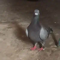 پرنده