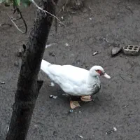 اردک خارجی ماده سفید