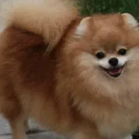 پامر خرسی اصل میخوام