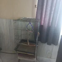 عروس هلندی|پرنده|ری, هاشمآباد|دیوار