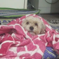 پودل میکس ۱۱ماهه|سگ|پیشوا, |دیوار