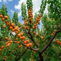 عرضه تمام نهال میوه با اصالت کیفیت +اشانتیون