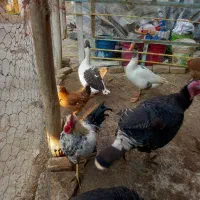 مرغ خروس بوقلمون|حیوانات مزرعه|کبودرآهنگ, |دیوار