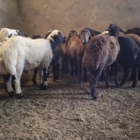 ۱۶ راس بره نر