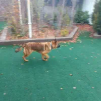 سگ ژرمن مالینویز نر جوان|سگ|شیراز, علوم پزشکی|دیوار