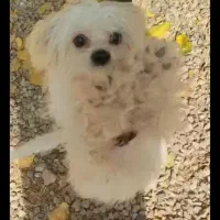 سگ پامر نژاد شیتزو