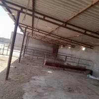 گاوداری صنعتی، نرسیده به پارک جنگلی قوژد|اجارهٔ دفتر صنعتی، کشاورزی، تجاری|گناباد, |دیوار