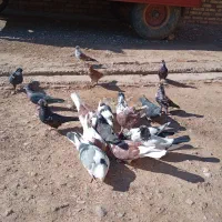 کبوترای بسیار سالم|پرنده|افشار, |دیوار