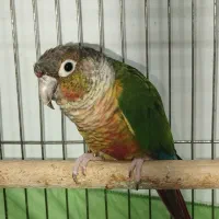 طوطی گرینچیک
