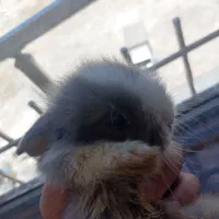 توله خرگوش نیمه لوپ