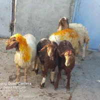گوسفند باب پروار|حیوانات مزرعه|کوزران, |دیوار