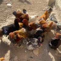 خروس برهما|حیوانات مزرعه|کهریزک, |دیوار