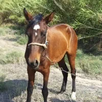 اسب جوان سواری عالی و خیلی ارام|اسب و تجهیزات اسبسواری|گنبد کاووس, |دیوار