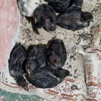 جوجه نژاد دار ویک عدد قوغاز