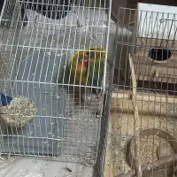 ۲جفت طوطی برزیلی روی تخم و جوجه|پرنده|اندیشه, اندیشه فاز ۱|دیوار