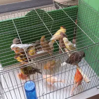 معاوضه قناری بامرغ تخمگذار جوان|پرنده|حمیدیا, |دیوار