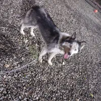 سگ هاسکی نر توله یک ساله معاوضه با گرینچیک|سگ|کهریزک, |دیوار