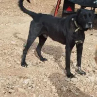 واگذاری سگ سرابی نر