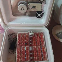 دستگاه جوجه کشی 96 اسکندری|لوازم جانبی حیوانات|بوشهر, |دیوار