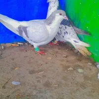 کفتر|پرنده|تربت‌حیدریه, سیلوی گندم|دیوار