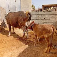 گاو گوساله ماده|حیوانات مزرعه|کوهنانی, |دیوار