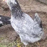 تخم مرغ نطفه دارازنژادهای زینتی وکمیاب|حیوانات مزرعه|تهران, خاوران|دیوار