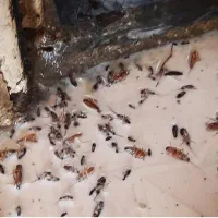 سم پاشی سوسک، ساس، باضمانت یک سال بامهر فاکتور