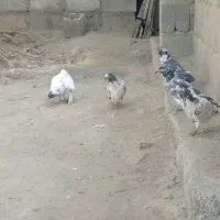 کفتر پرشی|پرنده|قلعه گنج, |دیوار