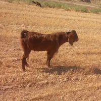 تکه دو دندان برای گله