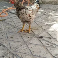 جوجه خروس محلی 5 ماهه سالم و زرنگ