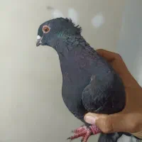 کفتر کبوتر|پرنده|رشت, یخسازی|دیوار