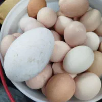 محصولات محلی