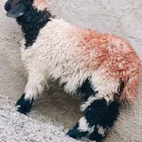 یک بره دورگه جملی