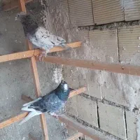 کبوتر|پرنده|قرچک, مهدیه|دیوار
