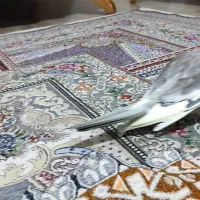 عروس هلندی جفت و باهوش|پرنده|شیراز, کوشک میدان|دیوار