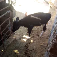 حیوانات|حیوانات مزرعه|سیب و سوران, |دیوار