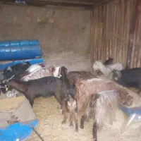 بزوبزغاله|حیوانات مزرعه|چگنی, |دیوار