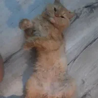 گربه پرشین گارفیلدی نر