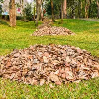 فروش برگ درخت