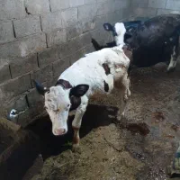 گاو|حیوانات مزرعه|قیدار, |دیوار