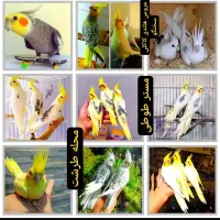 پرورشگاه تخصصی عروس هلندی سخنگو چلوندنی مولد