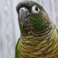 گرینچیک گم شده|حیوانات|اراک, |دیوار